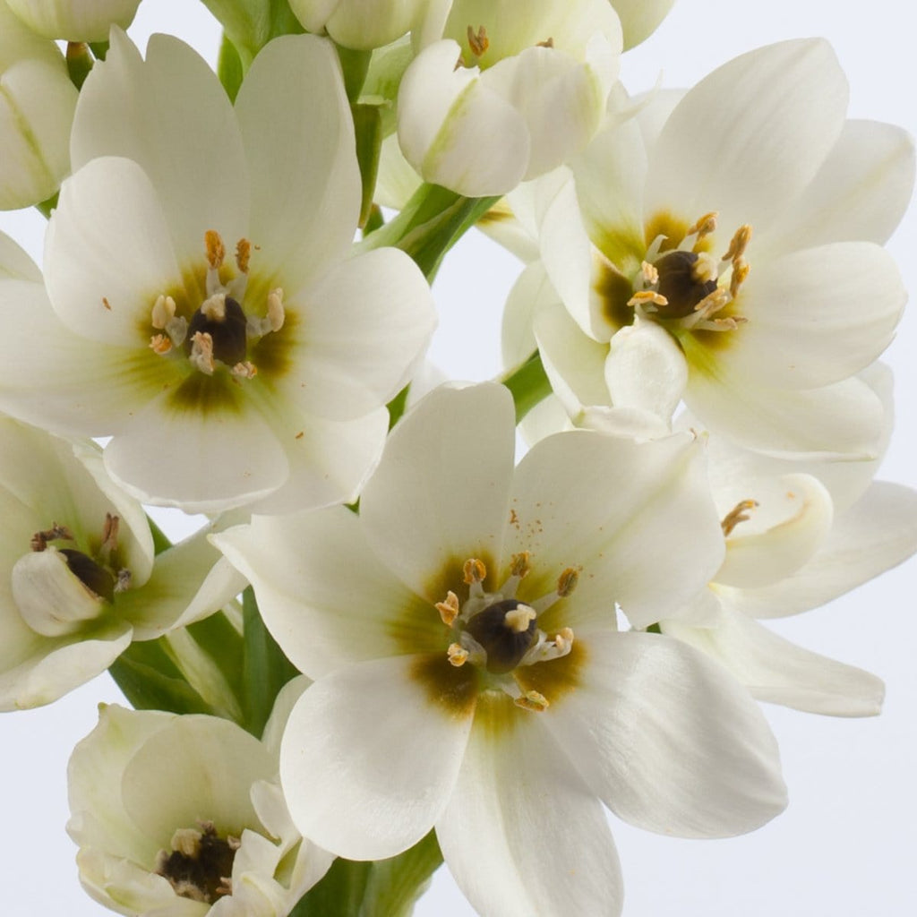 Buy Online High quality and Fresh Ornithogalum - Greenchoice Flowers