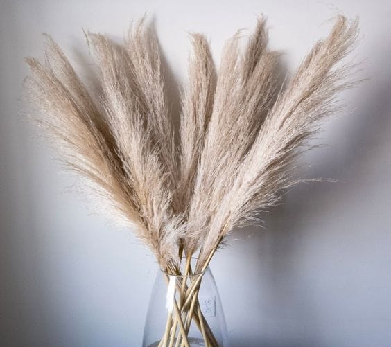 Pampas Grass Fat Dried Preserved