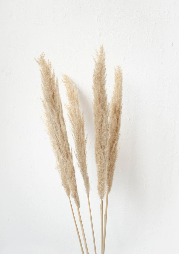 Pampas Grass Slim Dried Preserved