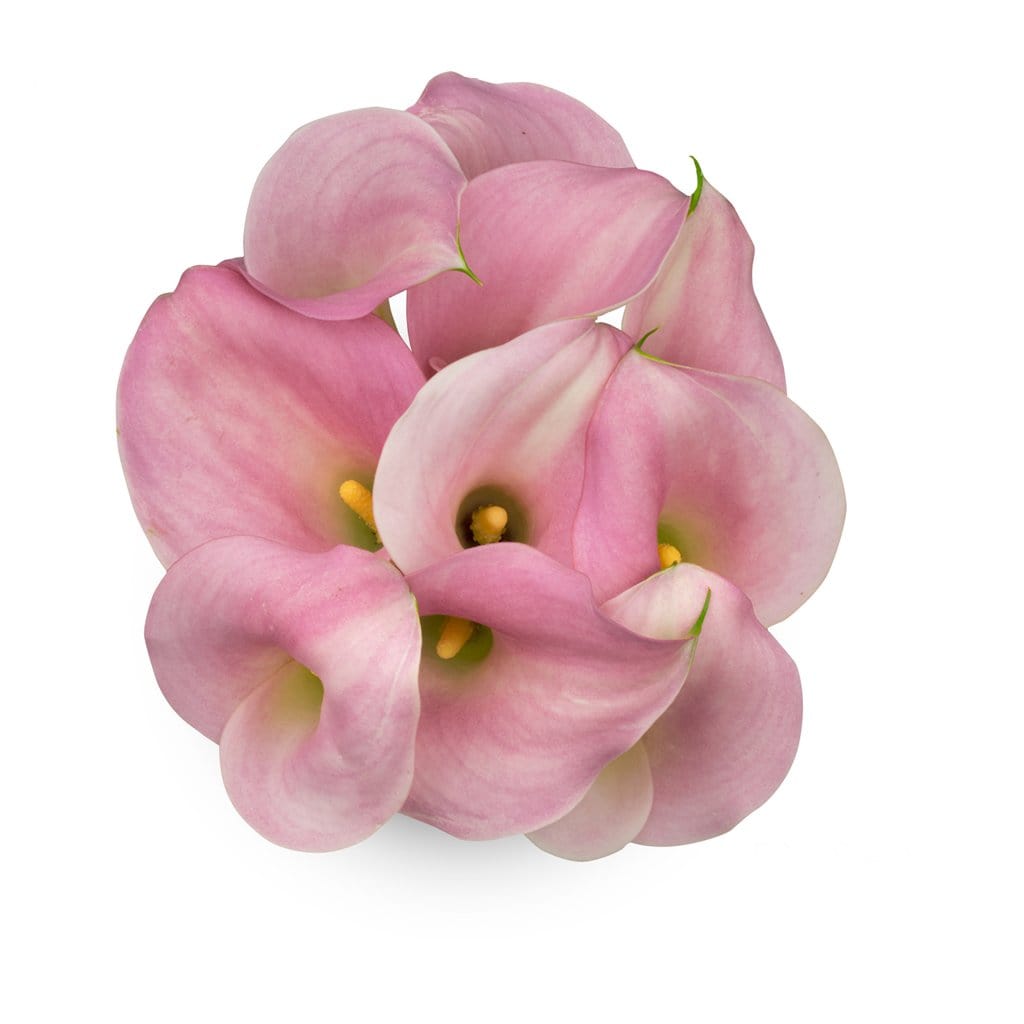 Buy Online High quality and Fresh Mini Calla Perle Rosé - Greenchoice Flowers