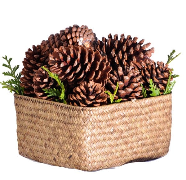 Natural Pine Cones for Christmas Holiday