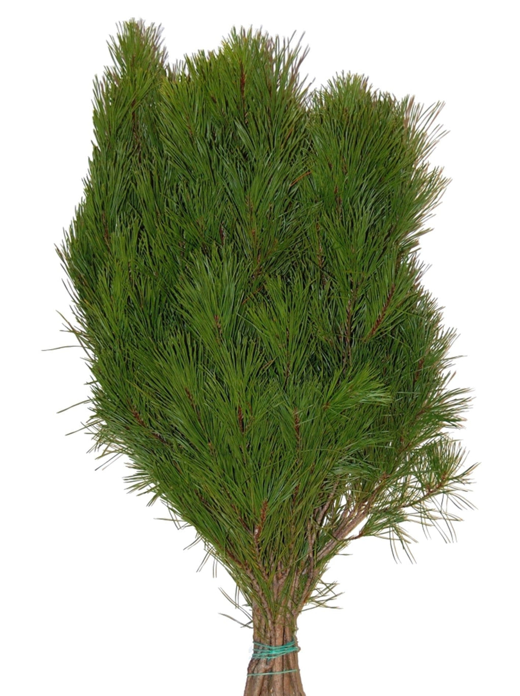 Pine Tips Holiday Green Christmas Bunch (Fresh Cut)