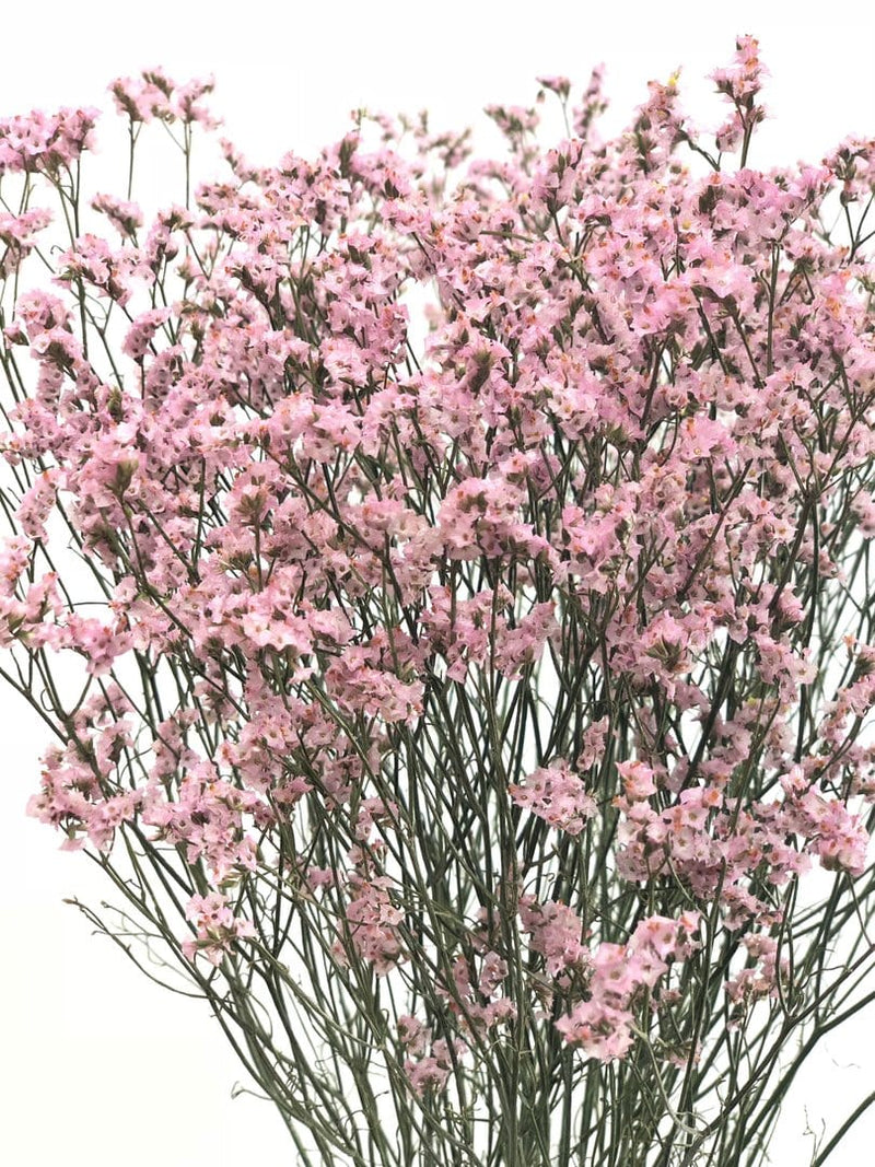 Buy Online High quality and Fresh Pink Limonium - Greenchoice Flowers