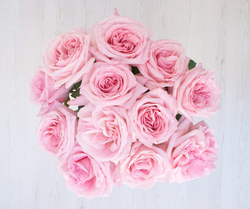 Buy Online High quality and Fresh Pink O'Hara - Greenchoice Flowers