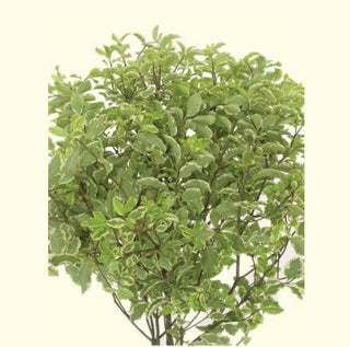 Italian Variegated Pittosporum Foliage Greenery Branches (Fresh Cut)