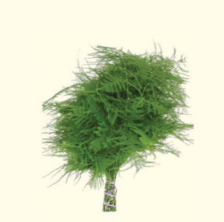 Plumosa Fern Tips