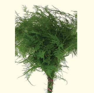 Plumosa Fern