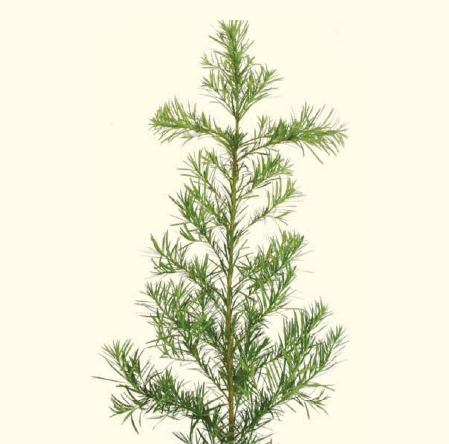 Podocarpus Stem