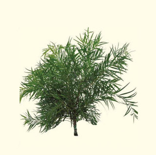 Podocarpus Weeping