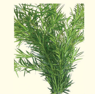 Podocarpus