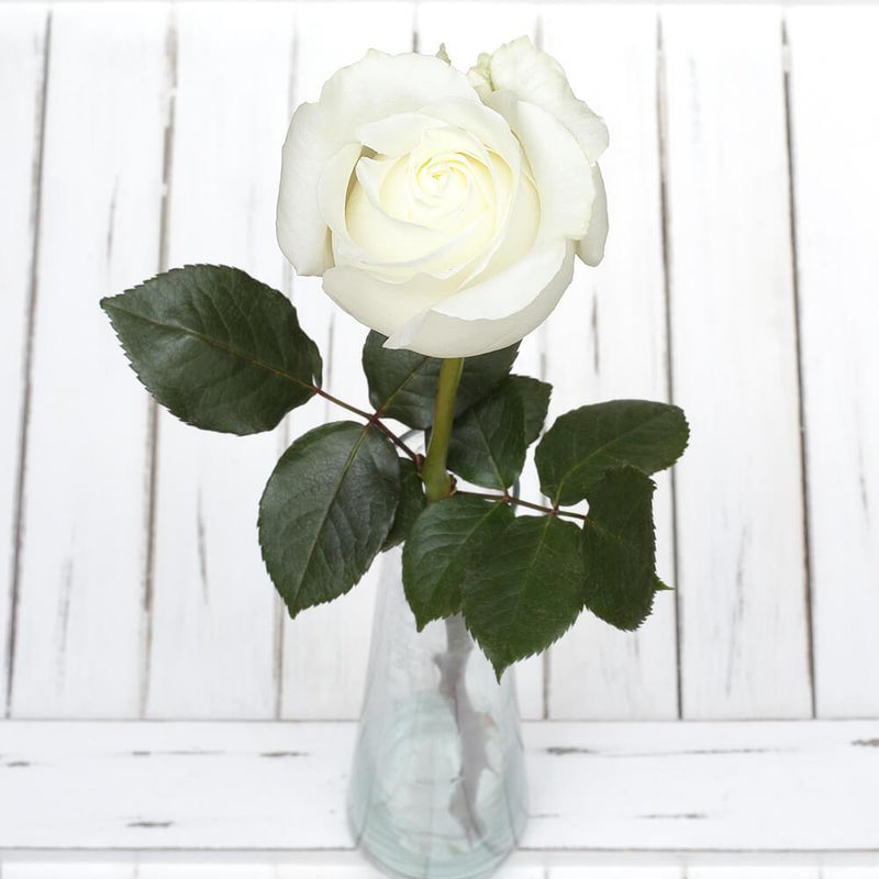 Buy Online High quality and Fresh Polar Star Rose - Greenchoice Flowers