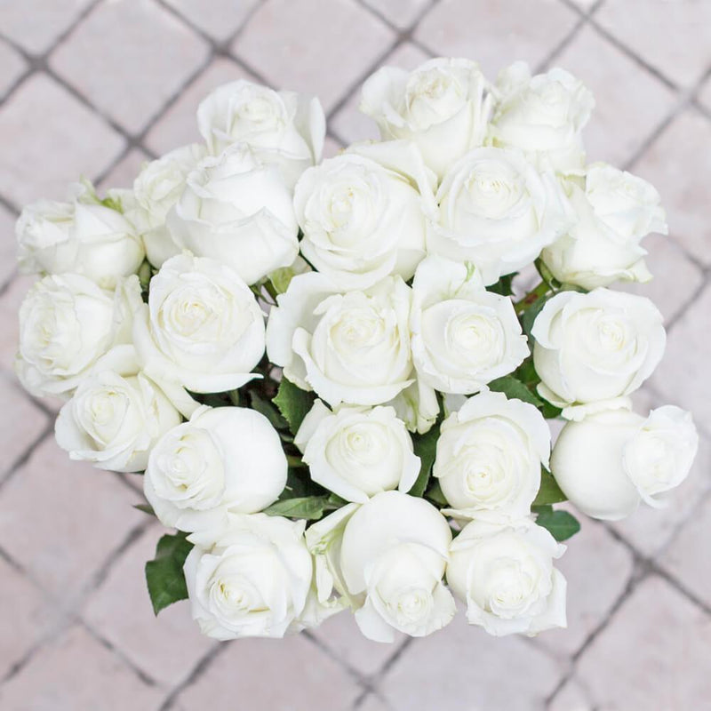 Buy Online High quality and Fresh Polar Star Rose - Greenchoice Flowers