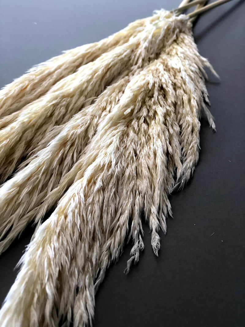 Buy Online High quality and Fresh Preserved Pampas Grass (60-90 cm) - Greenchoice Flowers
