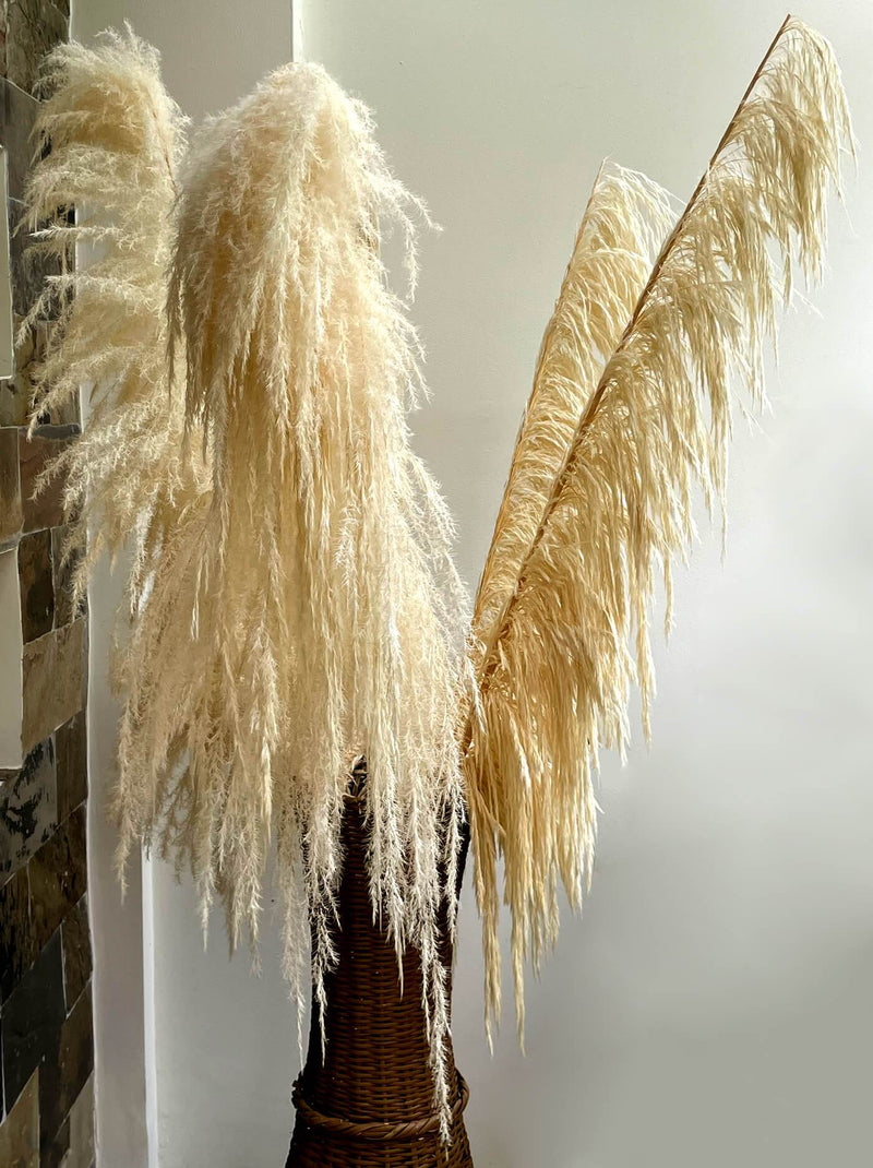 Buy Online High quality and Fresh Preserved Pampas Grass (60-90 cm) - Greenchoice Flowers