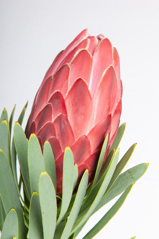 Protea Venus 50cm  (African Flower)