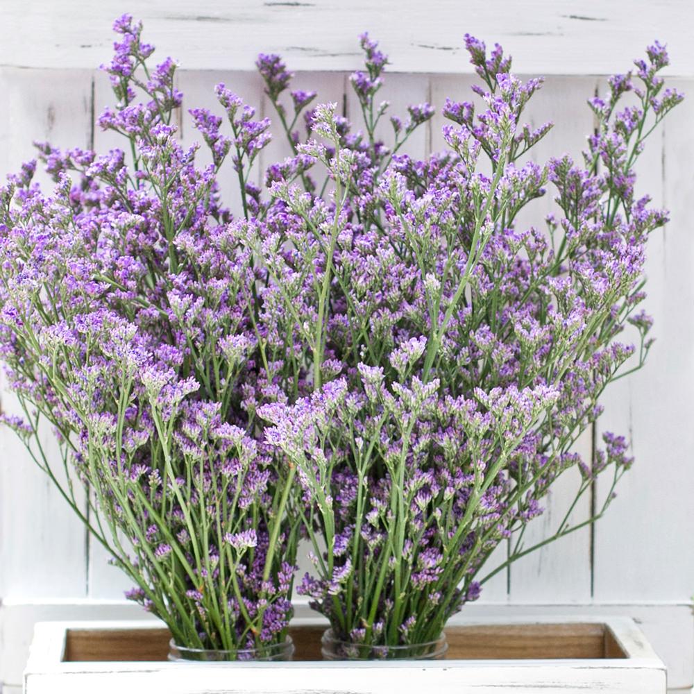 Buy Online High quality and Fresh Limonium Purple - Greenchoice Flowers