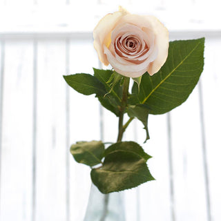 Buy Online High quality and Fresh Quicksand Rose - Greenchoice Flowers