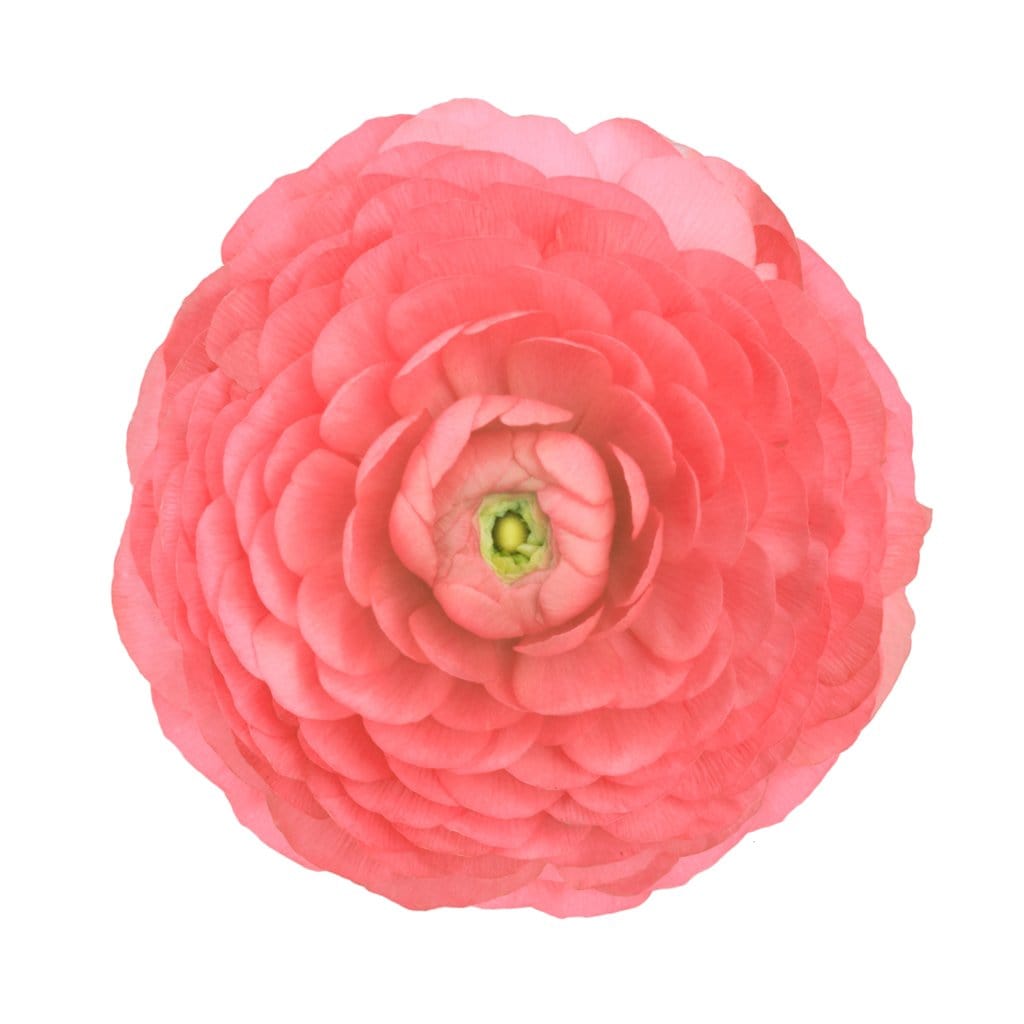 Buy Online High quality and Fresh Ranunculus Salmon - Greenchoice Flowers