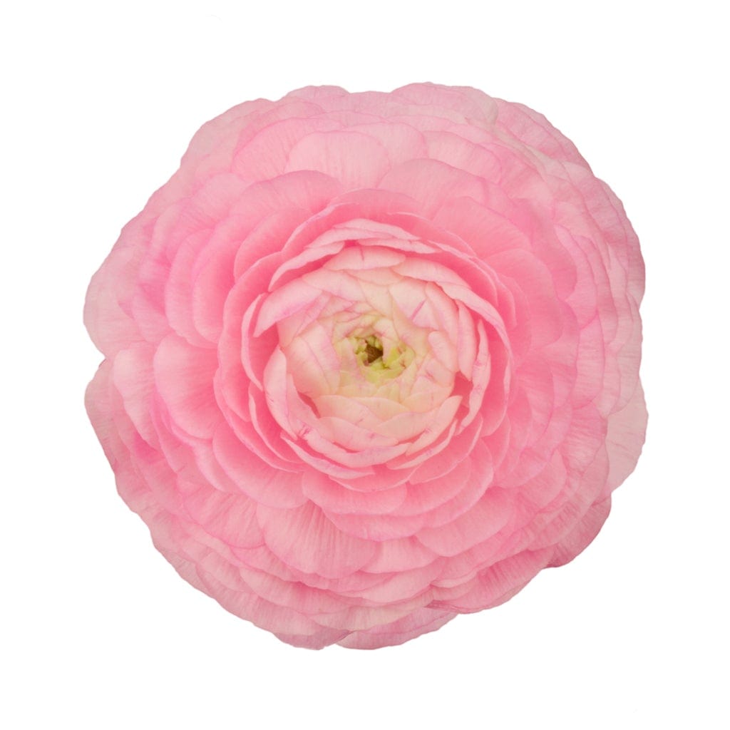 Light Pink Ranucnulus Light Pink Ranunculus