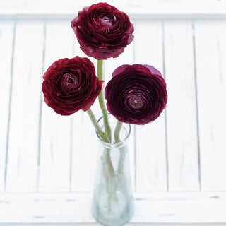 Buy Online High quality and Fresh Purple Ranunculus - Greenchoice Flowers