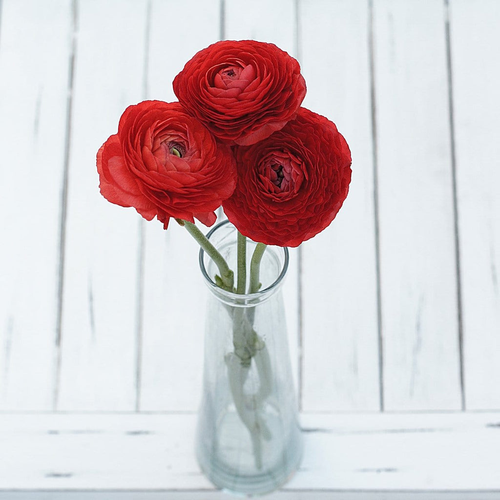 Buy Online High quality and Fresh Red Ranunculus - Greenchoice Flowers