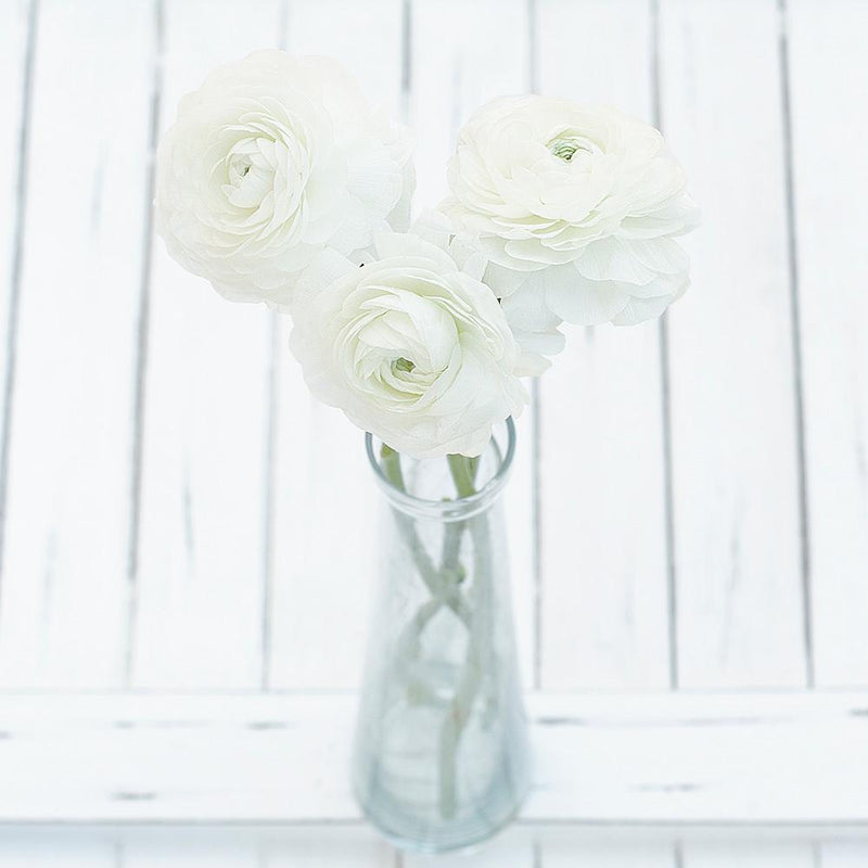 Buy Online High quality and Fresh White Ranunculus - Greenchoice Flowers