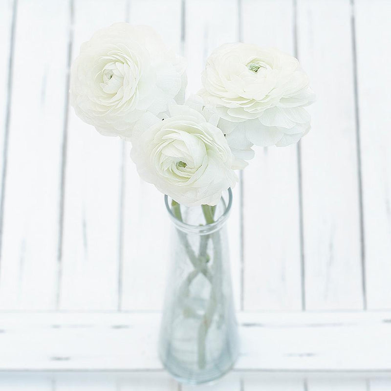 Fresh Cut Ranunculus White Ranunculus Wholesale Fresh Cut Flower