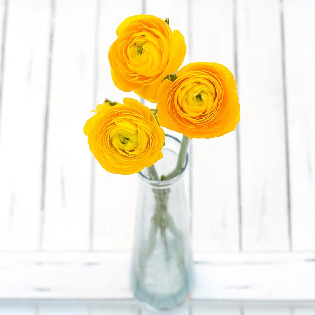 Buy Online High quality and Fresh Yellow Ranunculus - Greenchoice Flowers