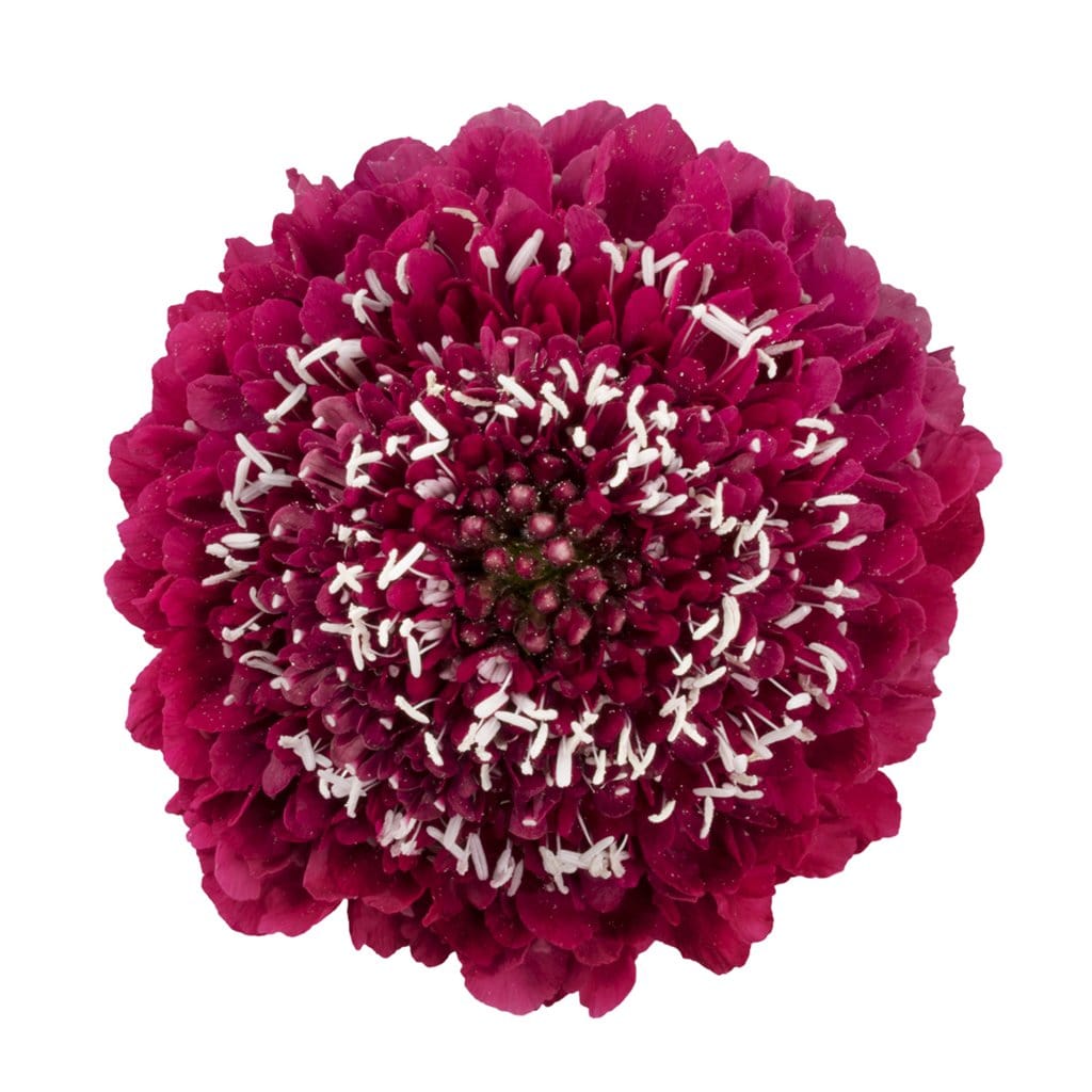 Buy Online High quality and Fresh Raspberry Scoop Scabiosa - Greenchoice Flowers