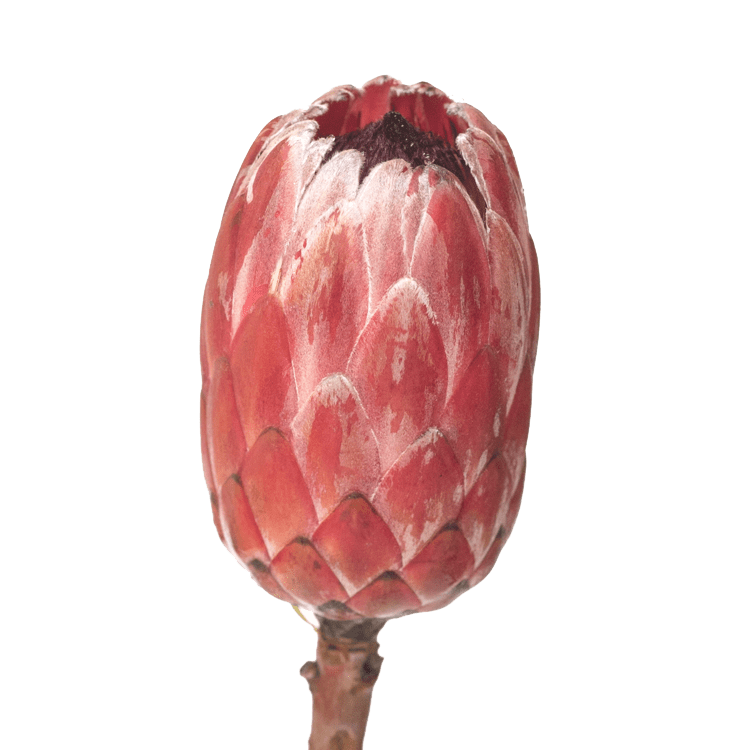 Protea Sharonette 40cm  (African Flower)