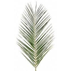 Robellini Phoenix Palm Greenery Foliage (Fresh Cut)