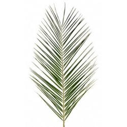 Robellini Phoenix Palm