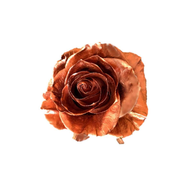 Buy Online High quality and Fresh Rose Metallic Paint Bronze - Greenchoice Flowers