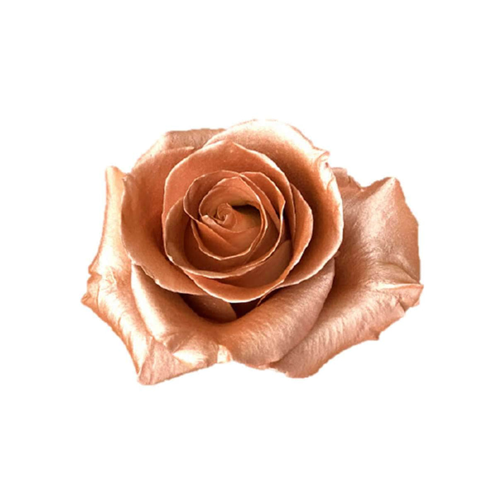 Buy Online High quality and Fresh Rose Metallic Paint Rose Gold - Greenchoice Flowers