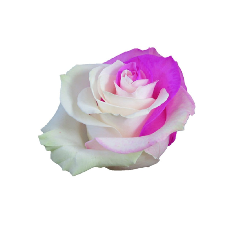 Buy Online High quality and Fresh Rose Tinted Bicolor Pink White - Greenchoice Flowers