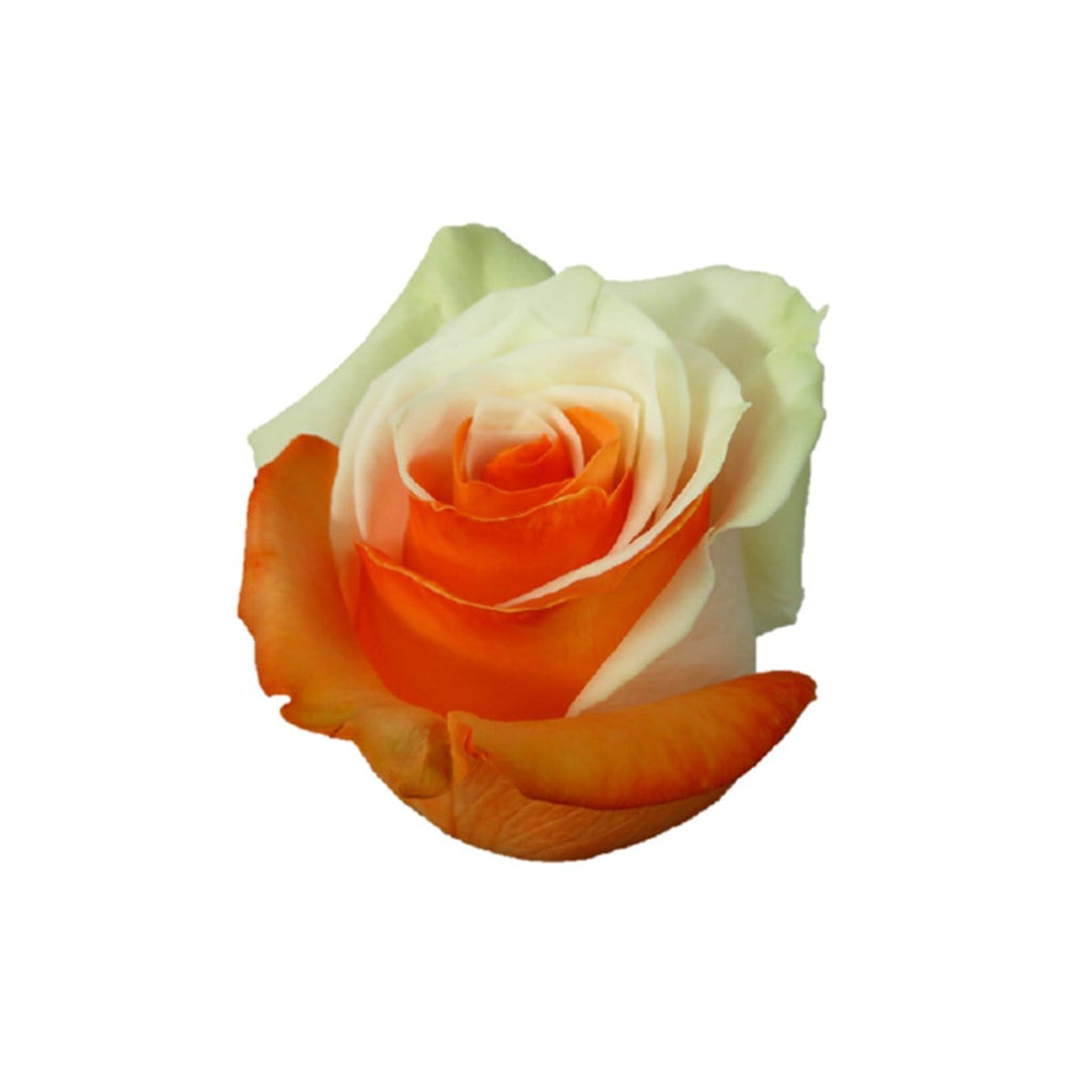 Buy Online High quality and Fresh Rose Tinted Bicolor White Orange - Greenchoice Flowers