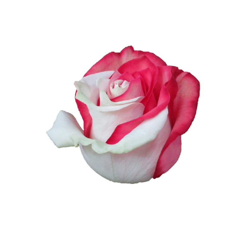 Buy Online High quality and Fresh Rose Tinted Bicolor White Red - Greenchoice Flowers