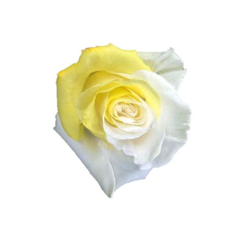 Buy Online High quality and Fresh Rose Tinted Bicolor Yellow White - Greenchoice Flowers
