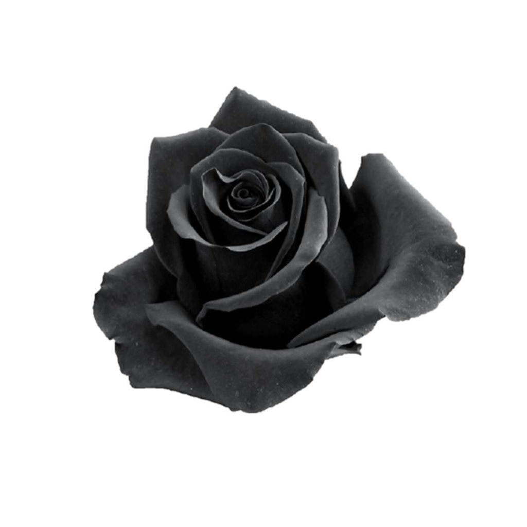 Buy Online High quality and Fresh Rose Tinted Explorer Black - Greenchoice Flowers