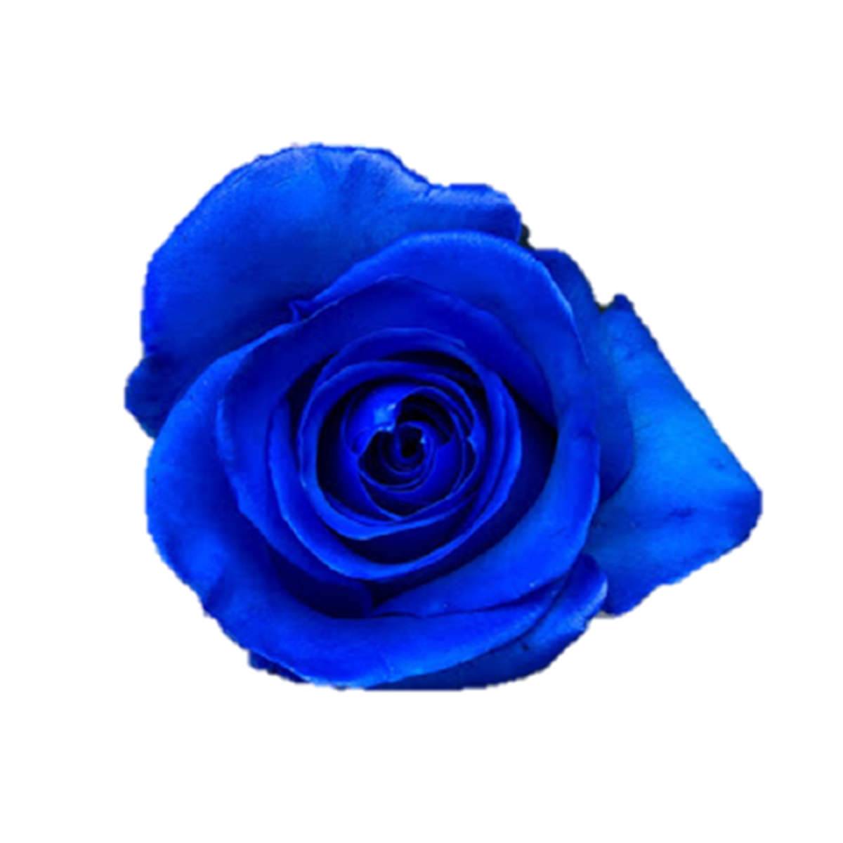 Single Blue Roses