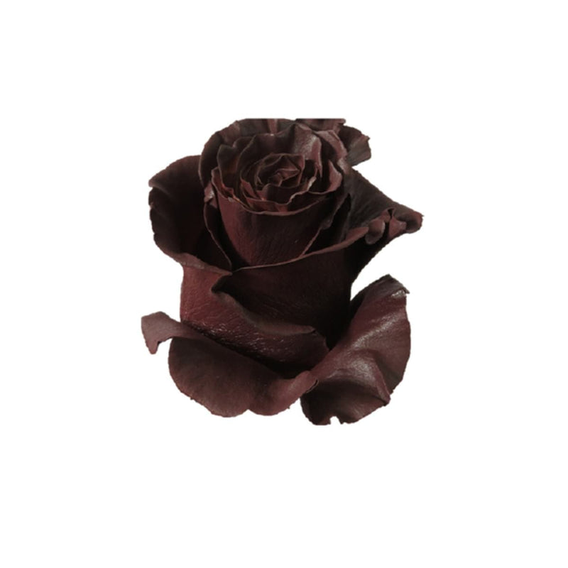 Buy Online High quality and Fresh Rose Tinted Mondial Brown - Greenchoice Flowers