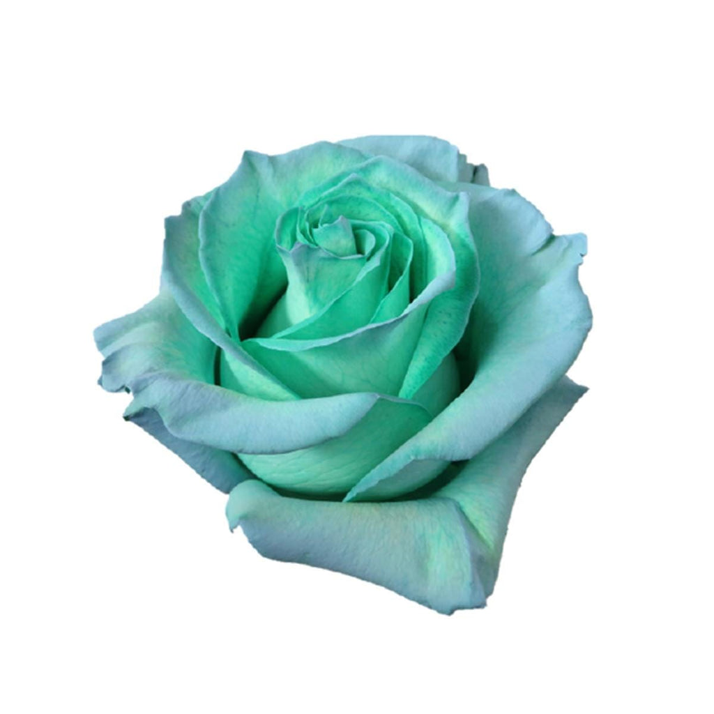 Buy Online High quality and Fresh Rose Tinted Mondial Green Blue - Greenchoice Flowers