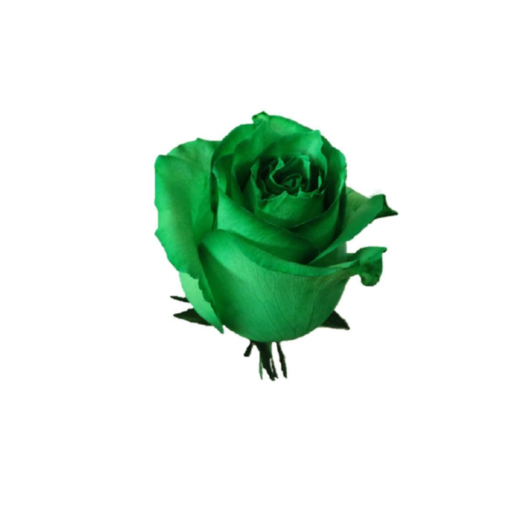 Buy Online High quality and Fresh Rose Tinted Mondial Green - Greenchoice Flowers