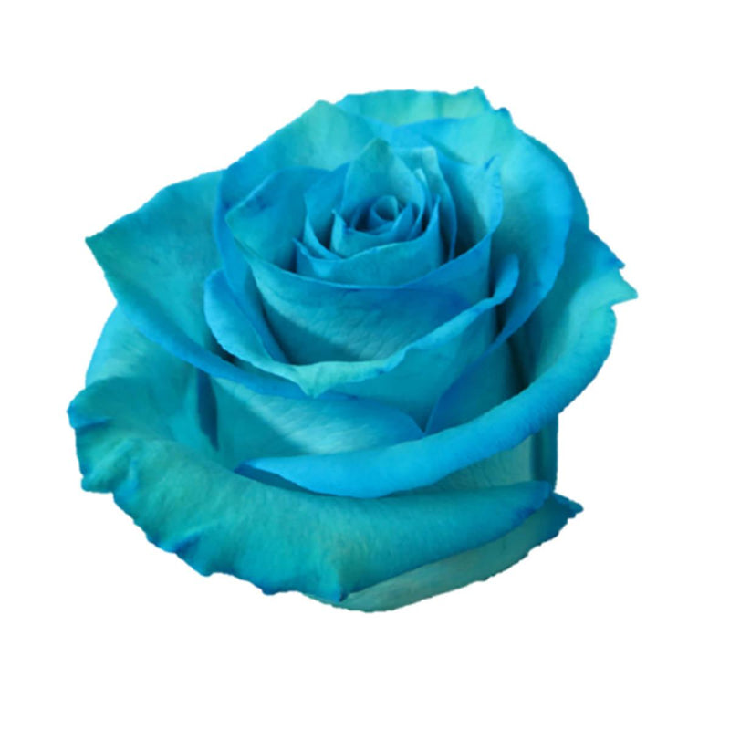 Buy Online High quality and Fresh Rose Tinted Mondial Light Blue - Greenchoice Flowers