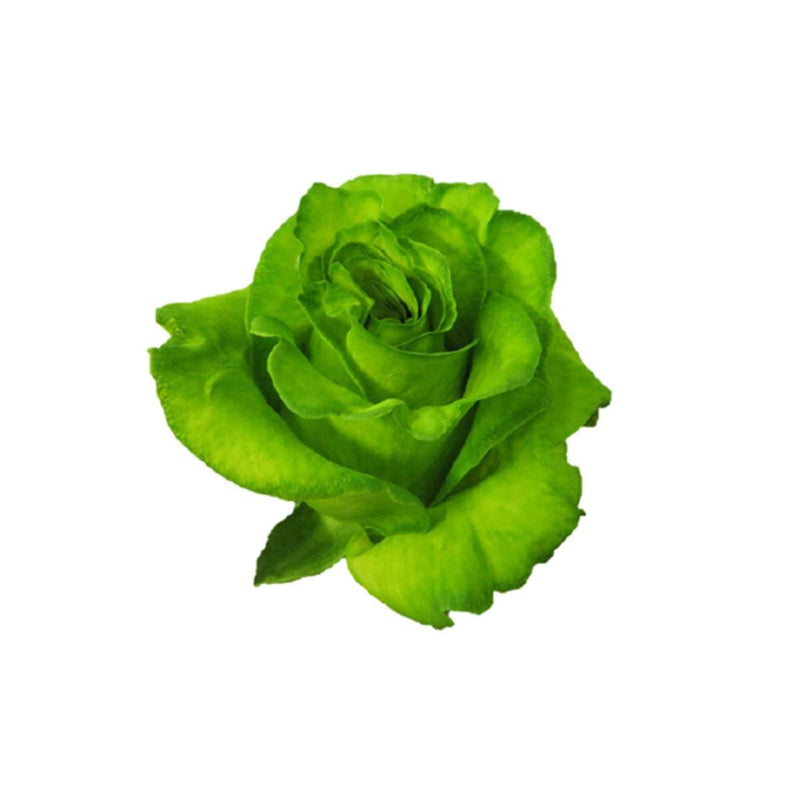 Buy Online High quality and Fresh Rose Tinted Mondial Light Green - Greenchoice Flowers