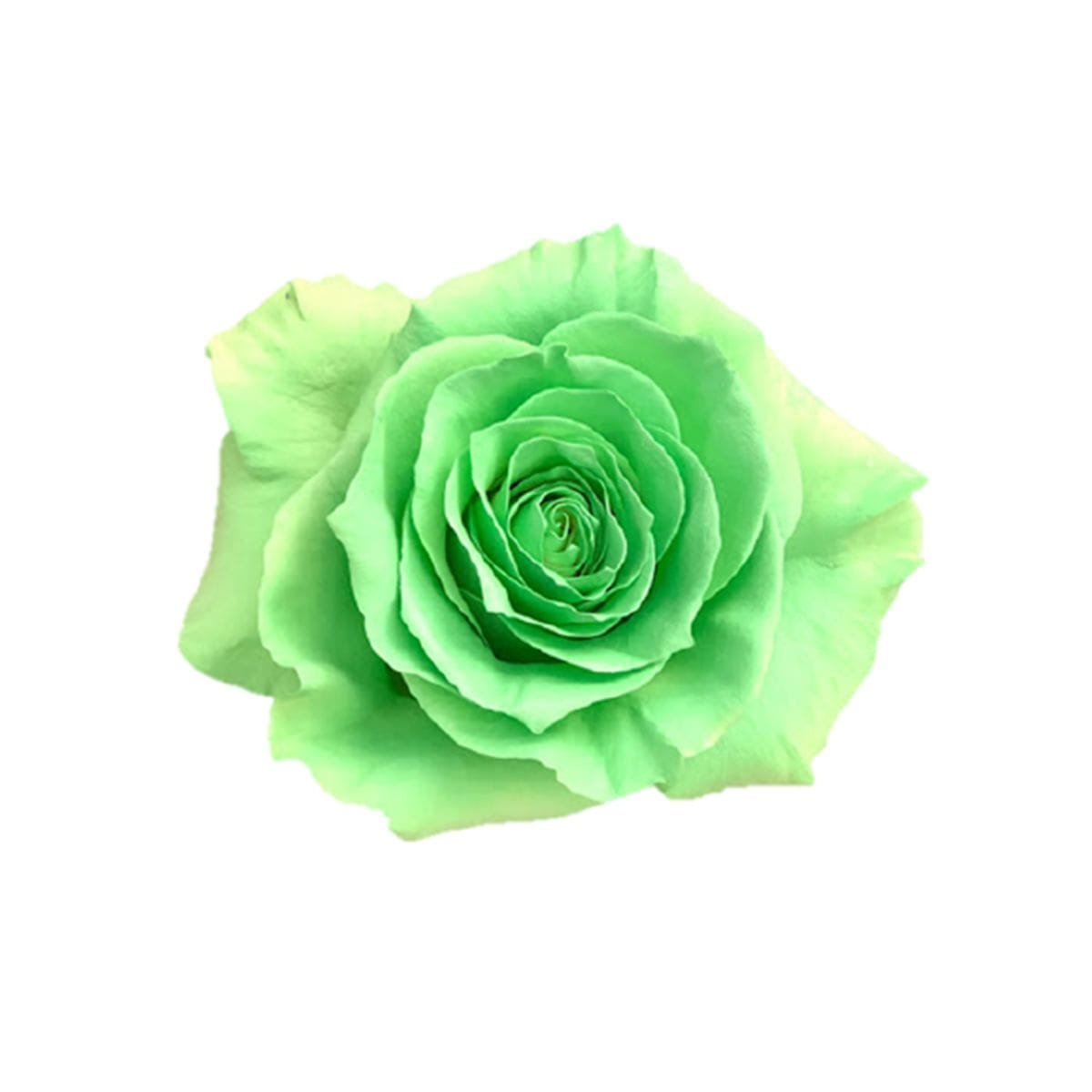 Neon Green Preserved Roses, Rose Transparent