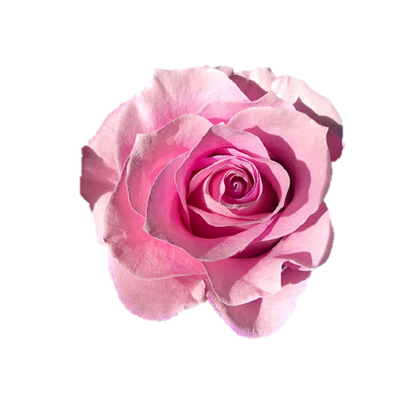 Buy Online High quality and Fresh Rose Tinted Mondial Light Pink - Greenchoice Flowers