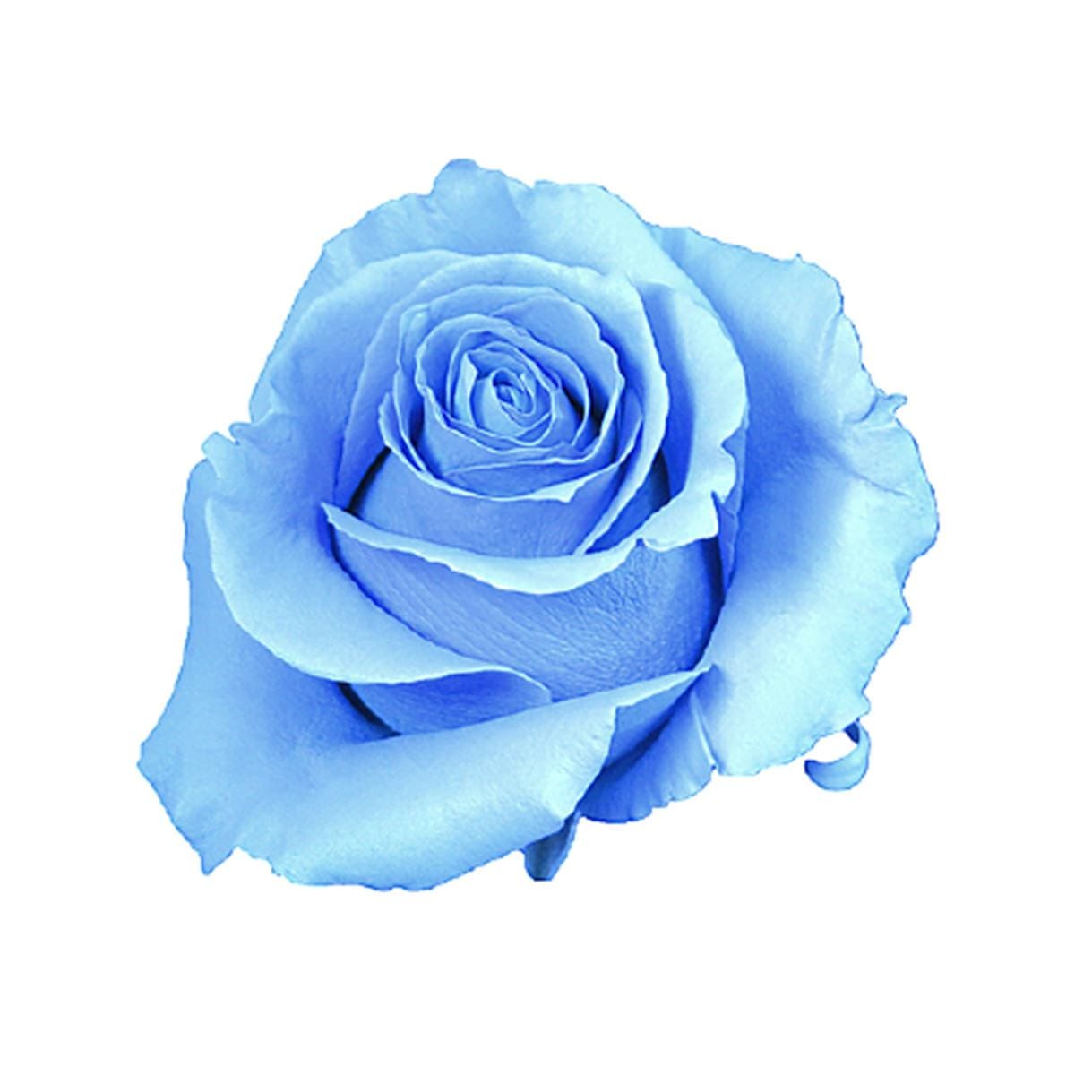 Beautiful Light Blue Flowers