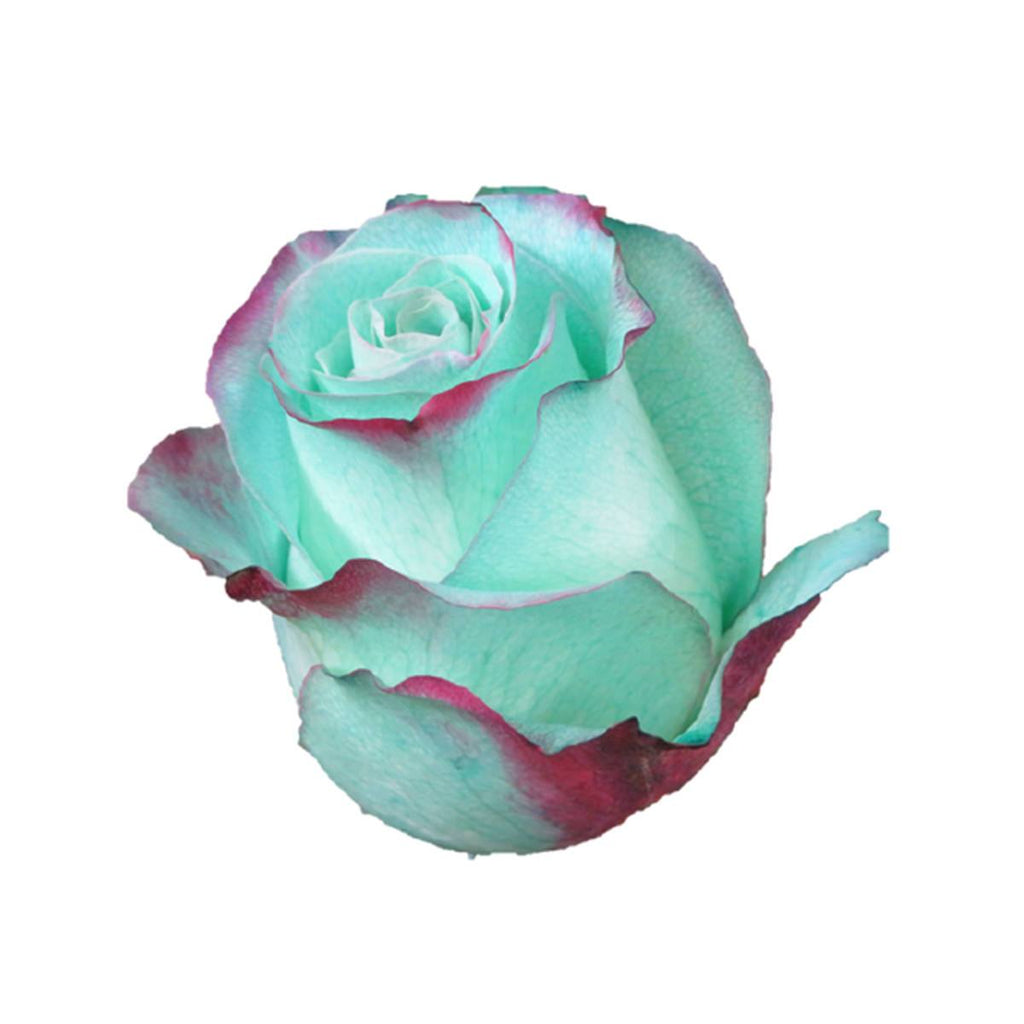 Buy Online High quality and Fresh Rose Tinted Tints Green - Greenchoice Flowers