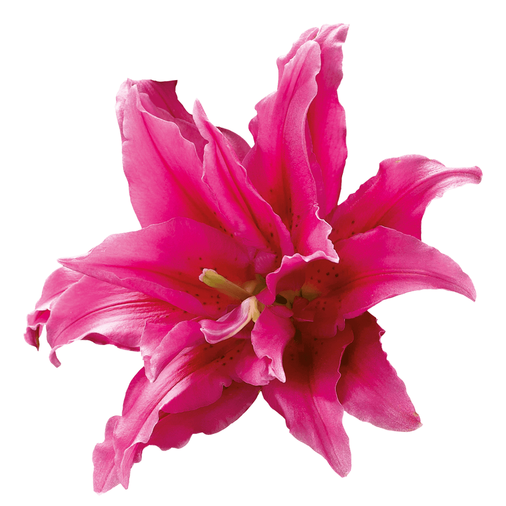 Buy Online High quality and Fresh Lily OR Double Elena - Greenchoice Flowers